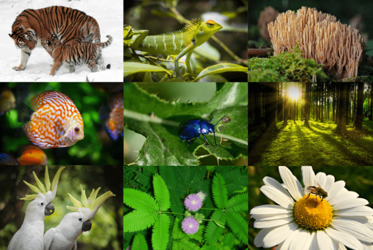 Diversity of Life on Earth